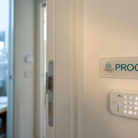 Agave 비코에쿠엔세